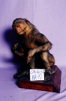 臺灣獼猴藏品圖，第2張